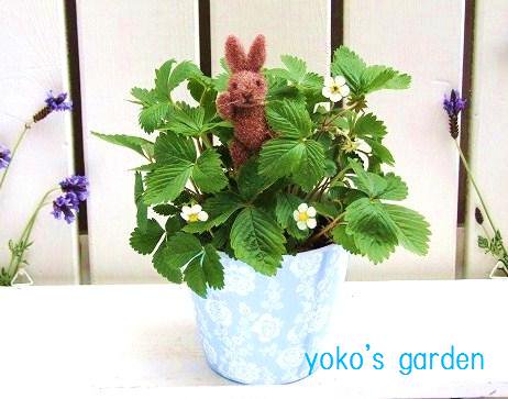 幸せを呼ぶワイルドストロベリー かわいいblueのプラ鉢付き Yoko S Garden