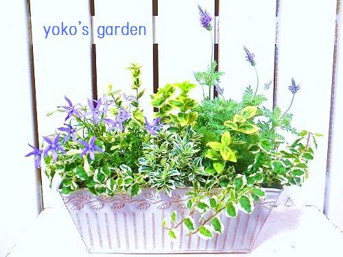 完売 ラベンダーな寄せ植え-