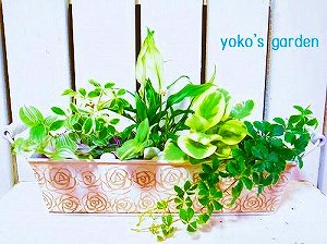 ミニ観葉植物の寄せ植え 花のプレゼントならガーデニング寄せ植えギフト通販 Yoko S Garden