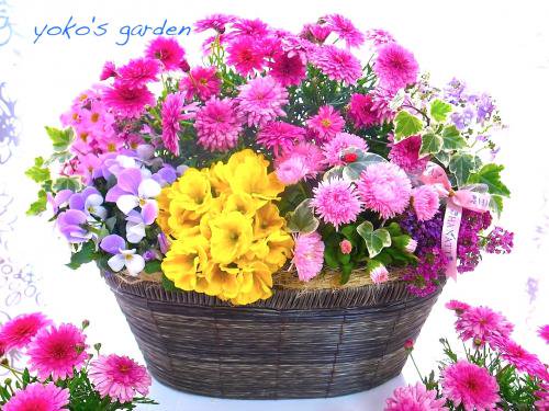 花プレゼント鉢植え 冬のanniversary花鉢ギフト 花のプレゼントは人気の寄せ植え 鉢植えギフト通販 Yoko S Garden