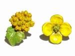 なのはな ピアス Palnart Poc パルナートポック メール便 送料無料 花 菜の花 フラワー 誕生日 プレゼント 女性 雑貨 スタッド かわいい 春 かわいい