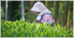 茶葉の生育によい宮崎の自然環境と設備