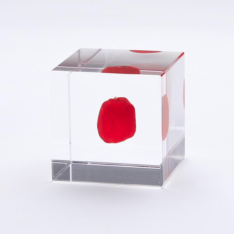 SOLA CUBE ワイルーロ - CS online store - 岡山のデザイン事務所