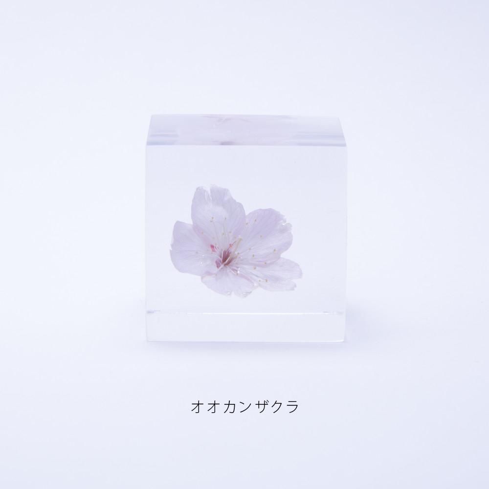 SOLA CUBE サクラ - CS online store - 岡山のデザイン事務所 シファカ