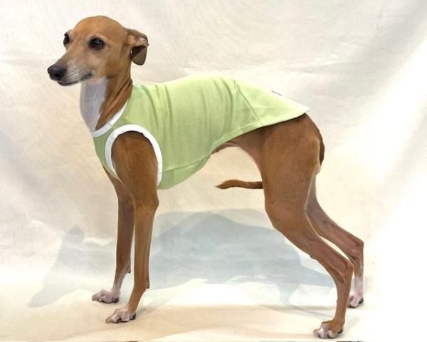 Amazon | イタリアングレーハウンド 服 イタグレ おしゃれ 犬服