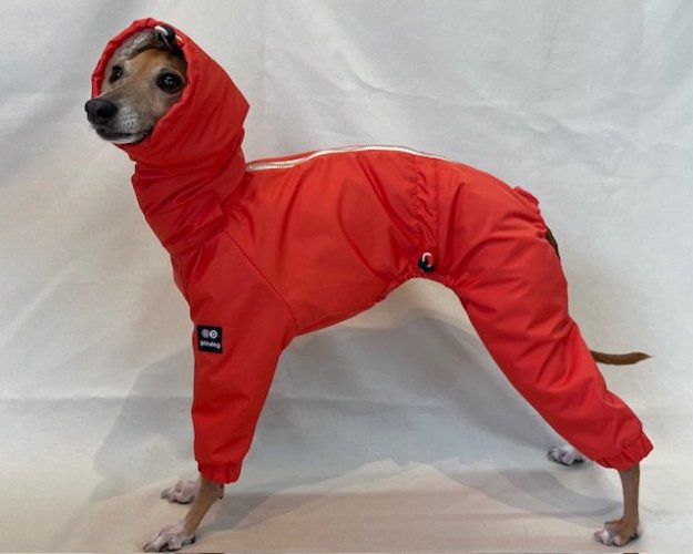 【ご予約品】スノースーツ（オレンジ） - イタグレ(イタリアングレーハウンド)の洋服「grindog」