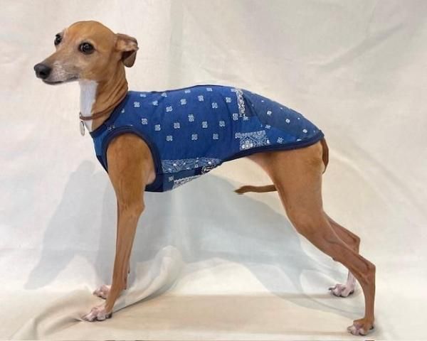 犬服　イタグレ服　タンクトップ Amazon | 名入れ SPEED STAR タンクトップ イタリアングレー