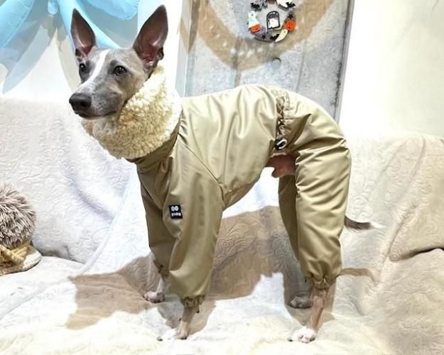 ご予約受付中】スノースーツ(ベージュ) - イタグレ(イタリアングレー