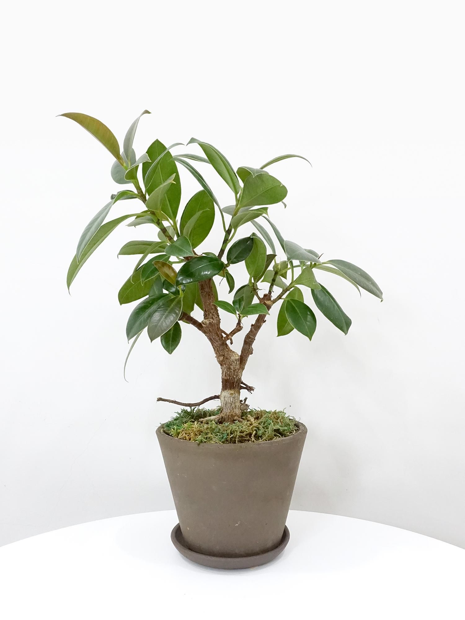 その他観葉植物 lacunosa minara &kentiana 'Lori rinn' Hoya kentiana 'Lori rinn' - メルカリ