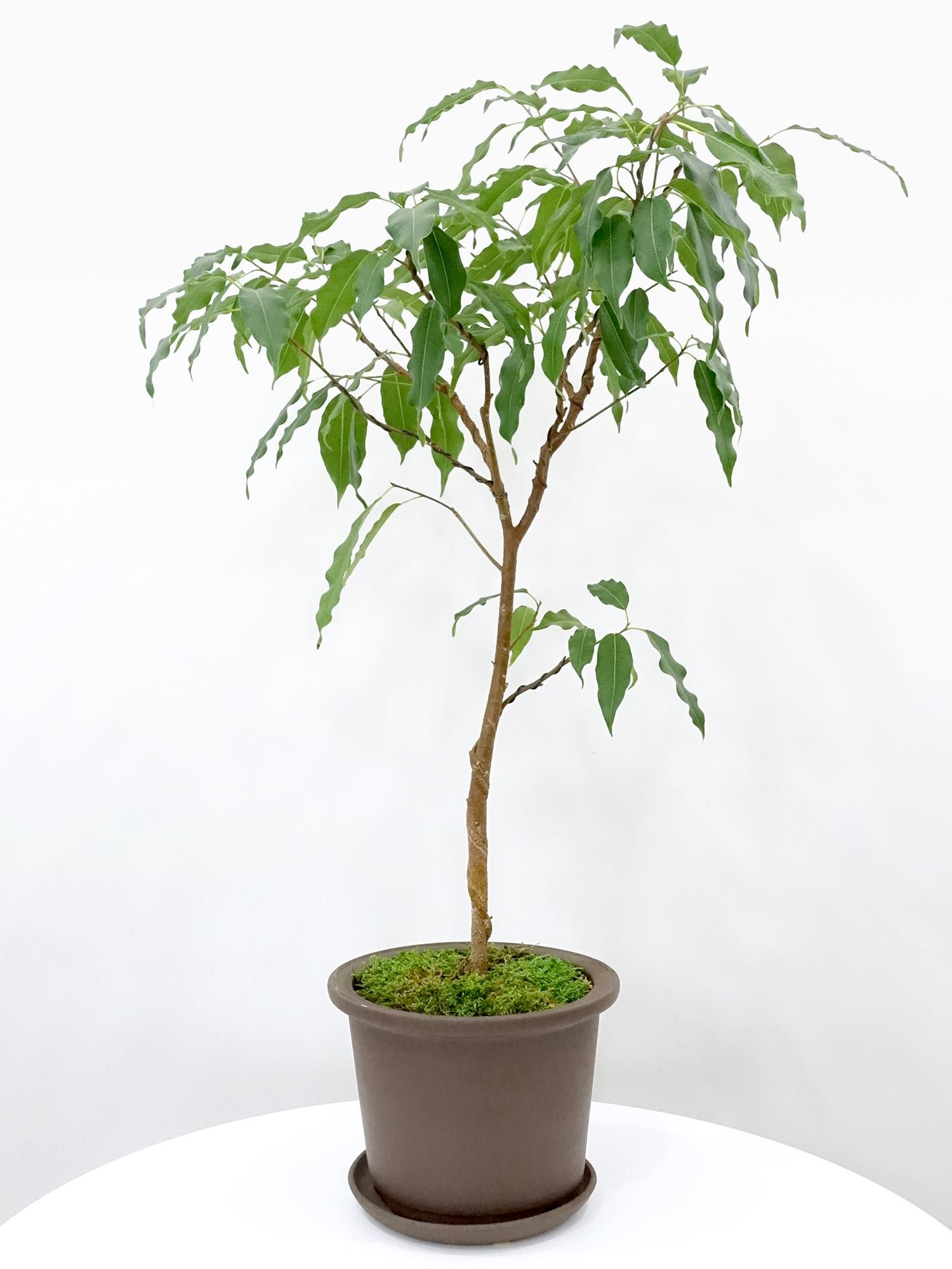 完売　　森で完全野生化！【朧月＊森村万年草】インドの可愛い鉢植え＊大小セットで！ sekiguchidai 音ノ葉 オフィシャル | 【音ノ葉】10月10日から大森