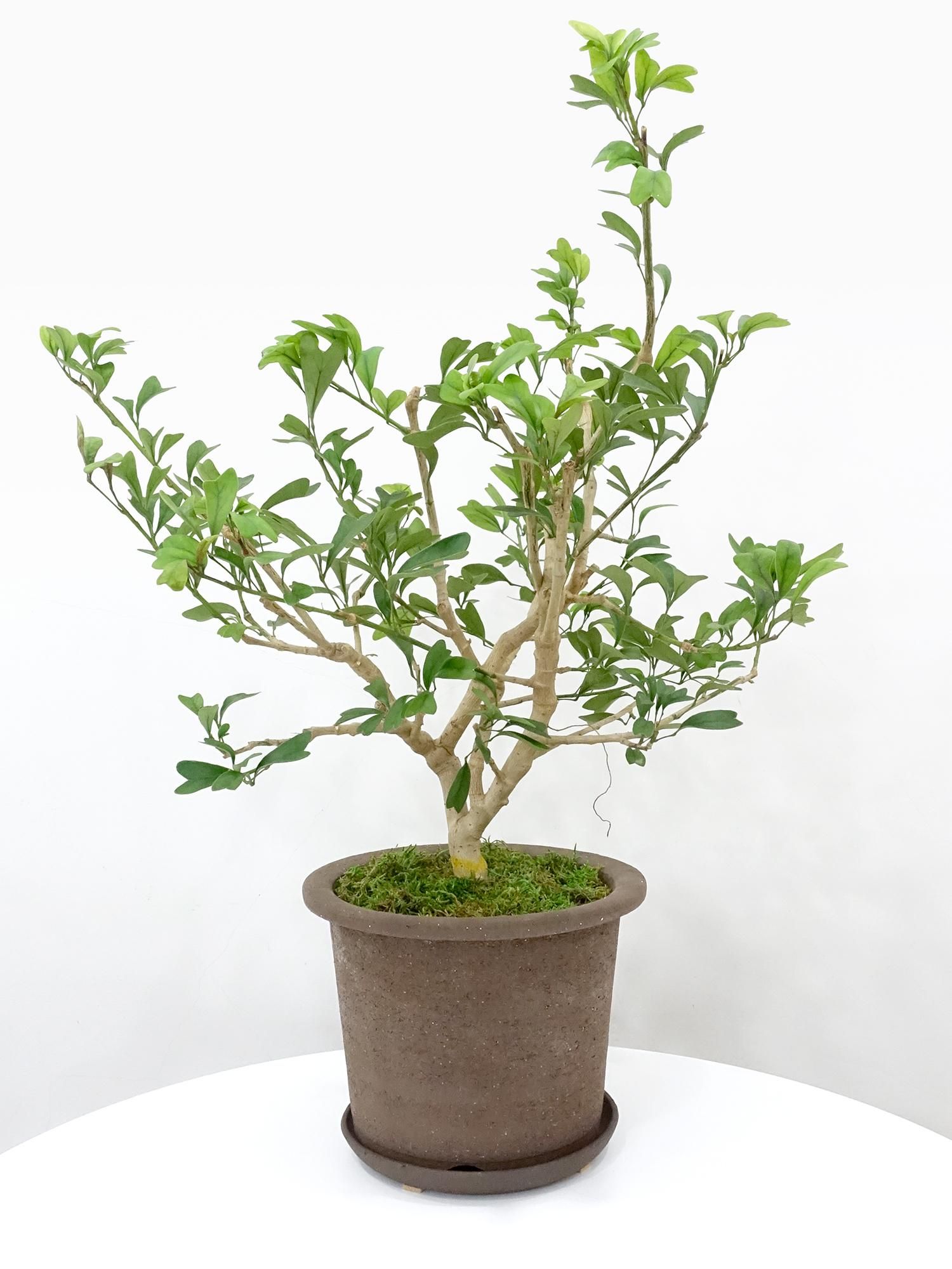 その他観葉植物 lacunosa minara &kentiana 'Lori rinn' lacunosa minara &kentiana 'Lori rinn'