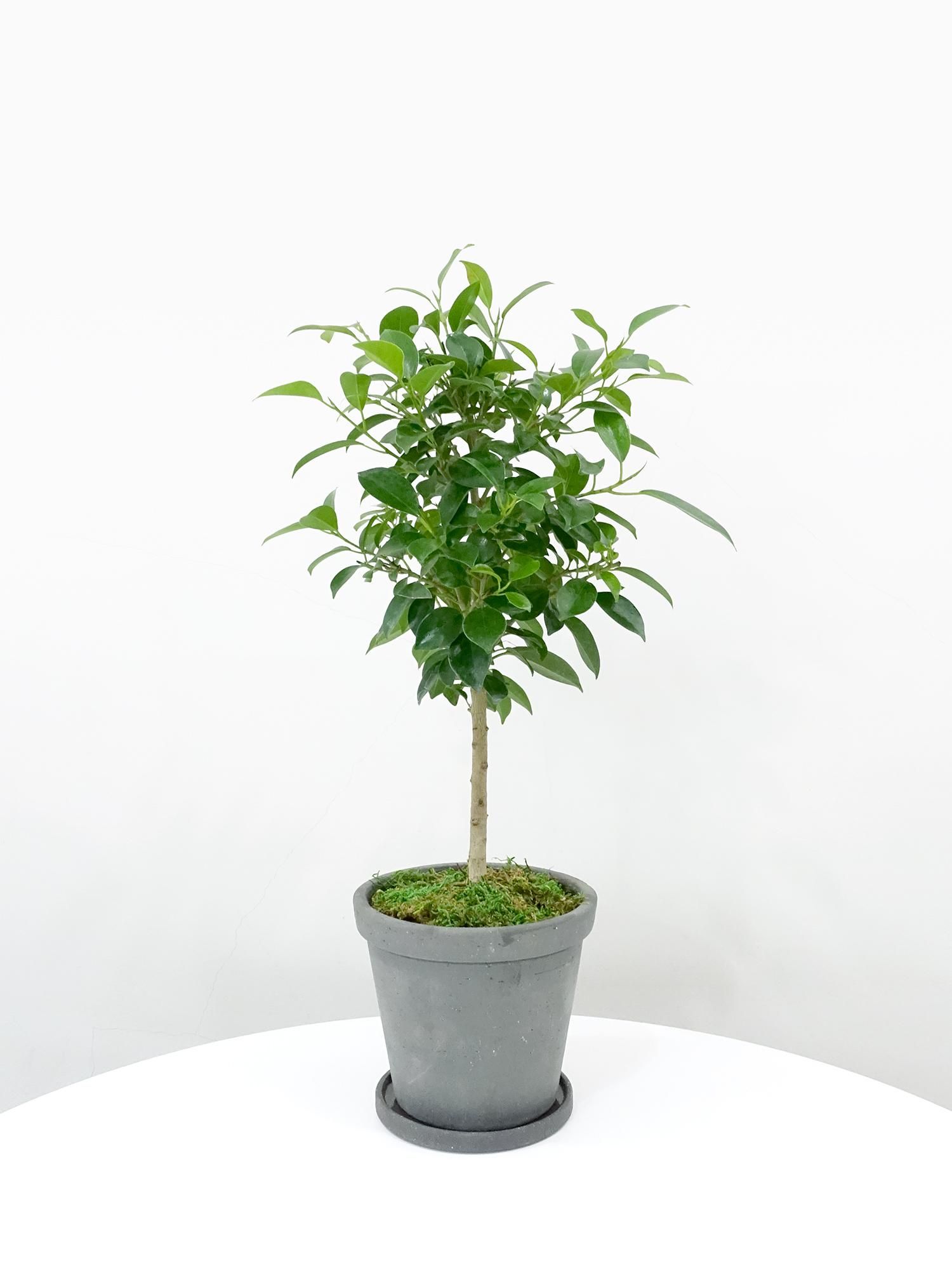 特選小鉢 - REN online shop