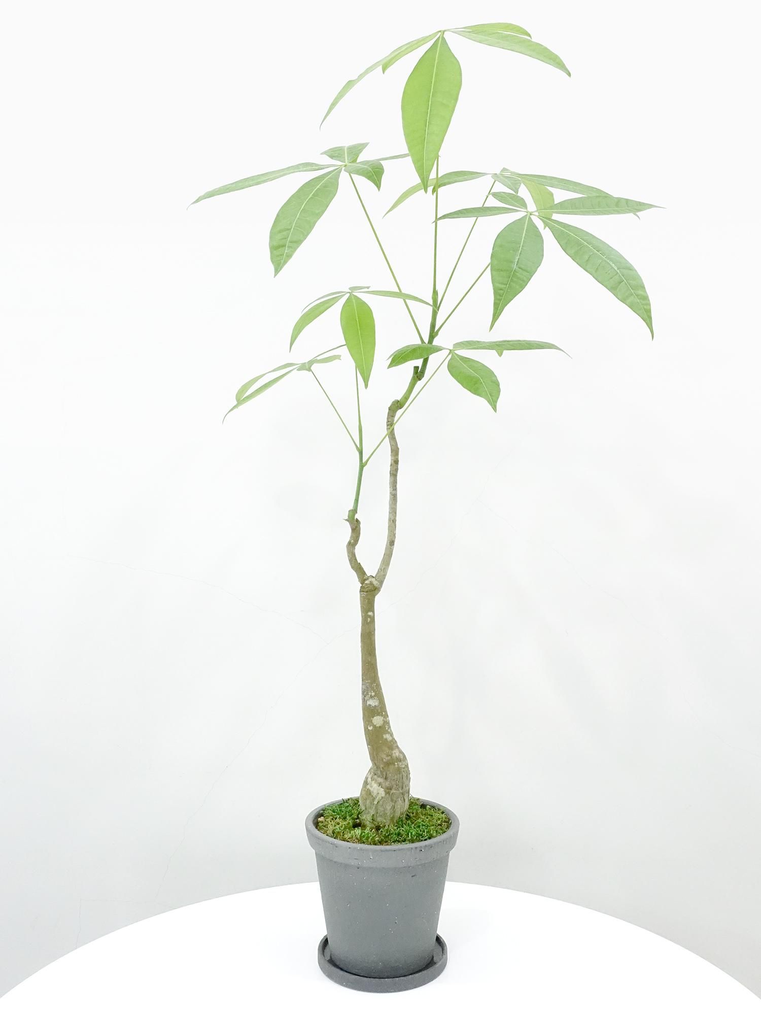 特選小鉢 - REN online shop