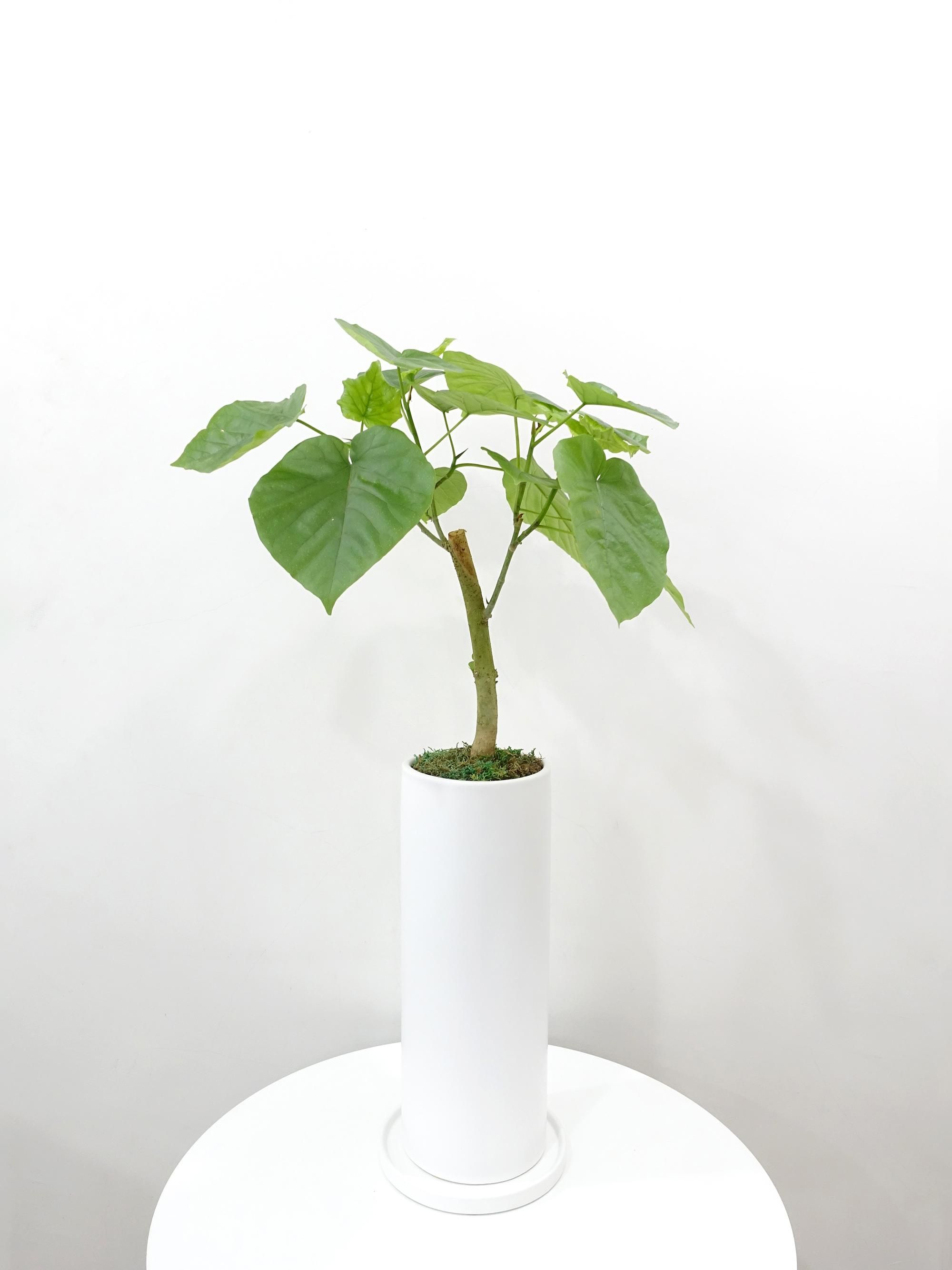骨董　大鉢　中鉢M 鉢・ボウル :: 15cm-21cm 中鉢・ボウルM :: クルヴァーレ5.5寸鉢