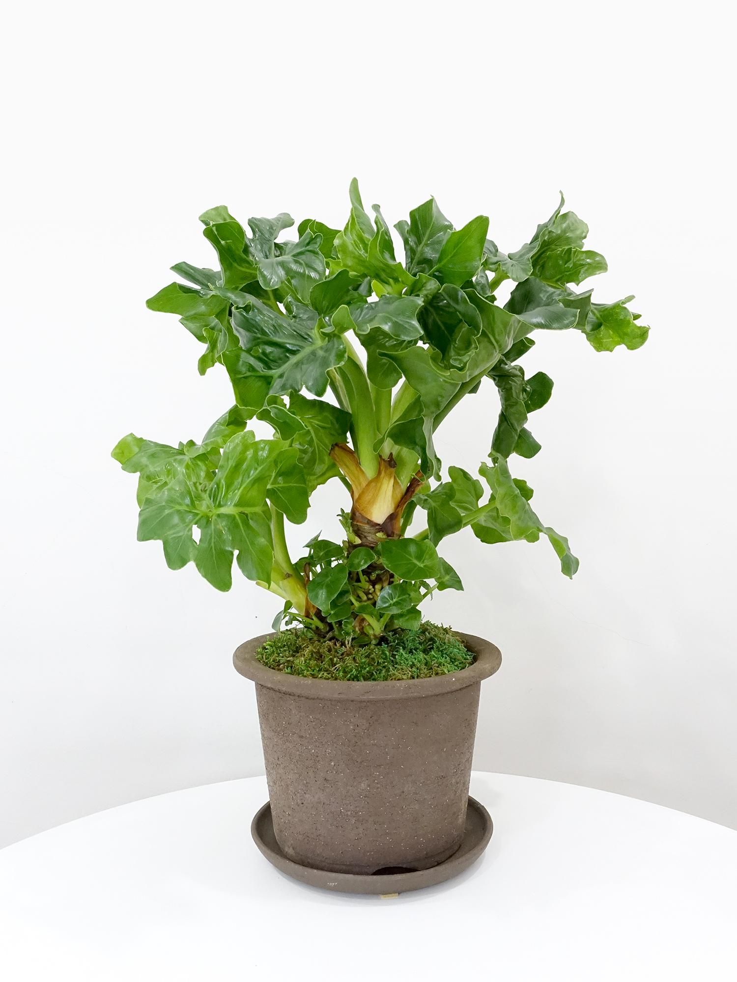 特選小鉢 - REN online shop