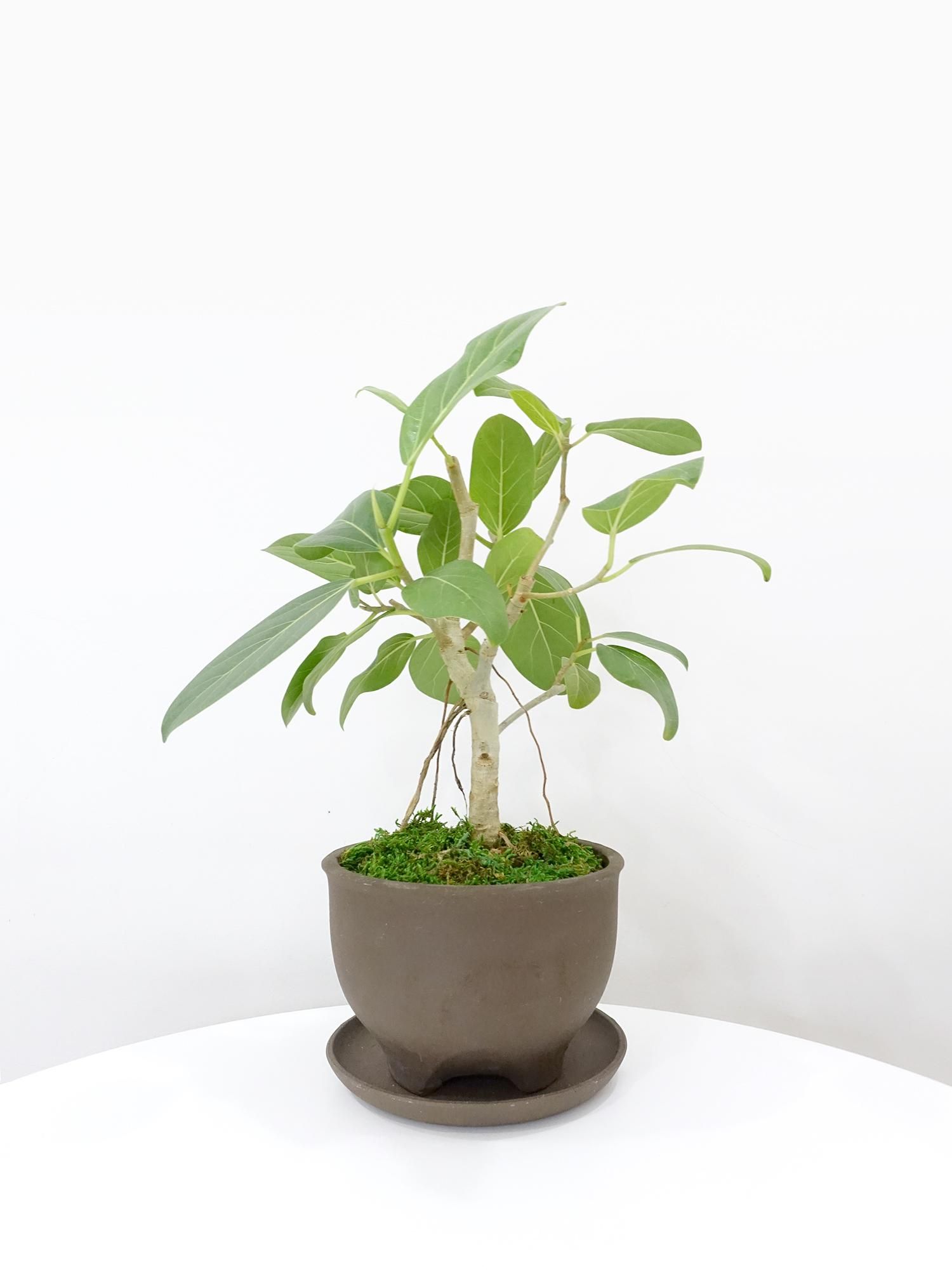 特選小鉢 - REN online shop