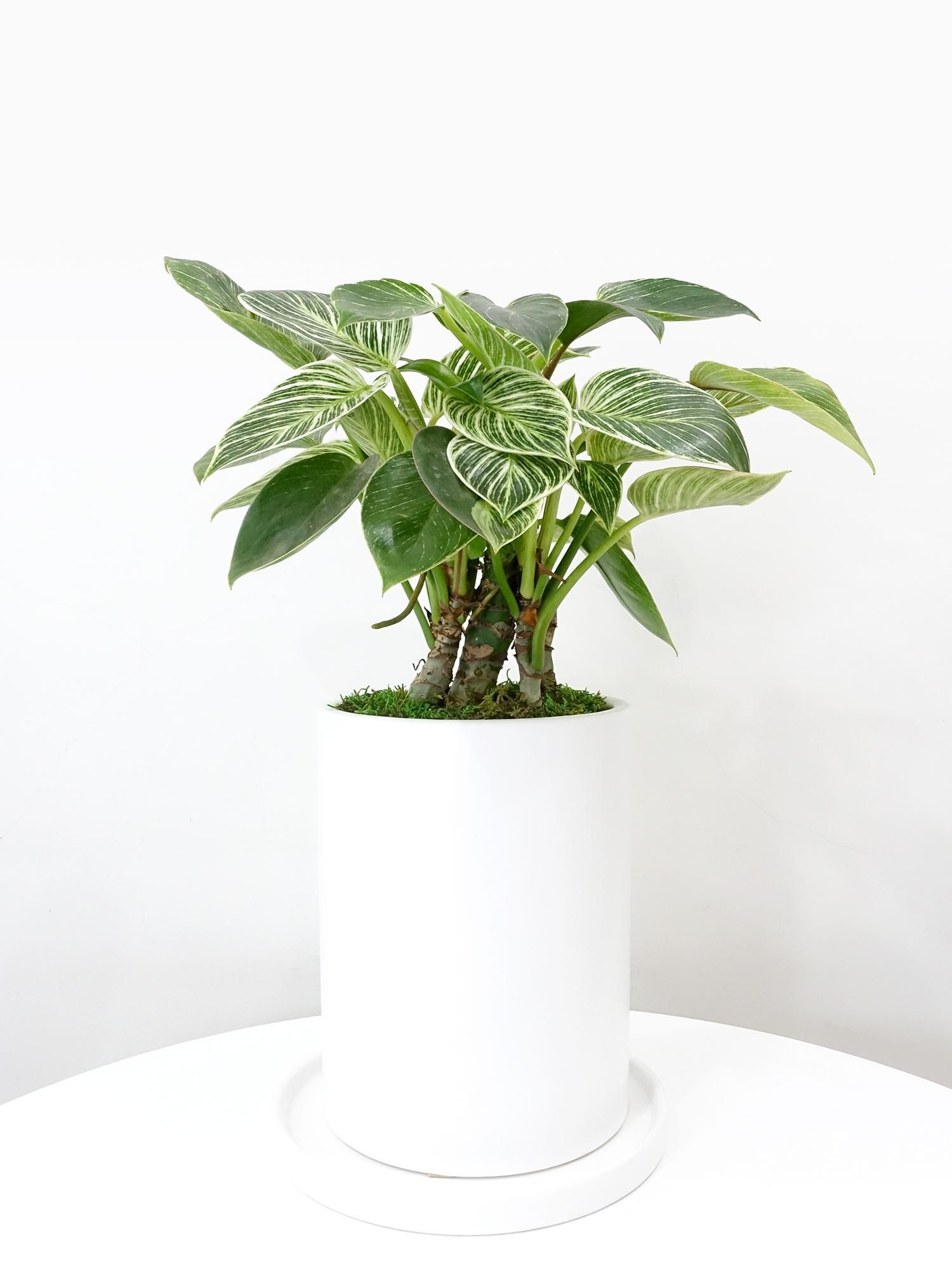 特選小鉢 - REN online shop