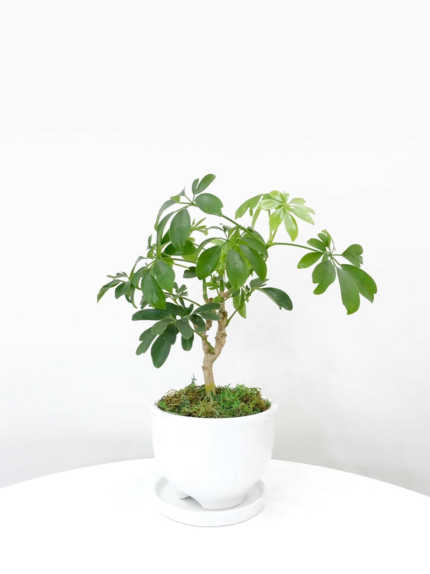 特選小鉢 - REN online shop