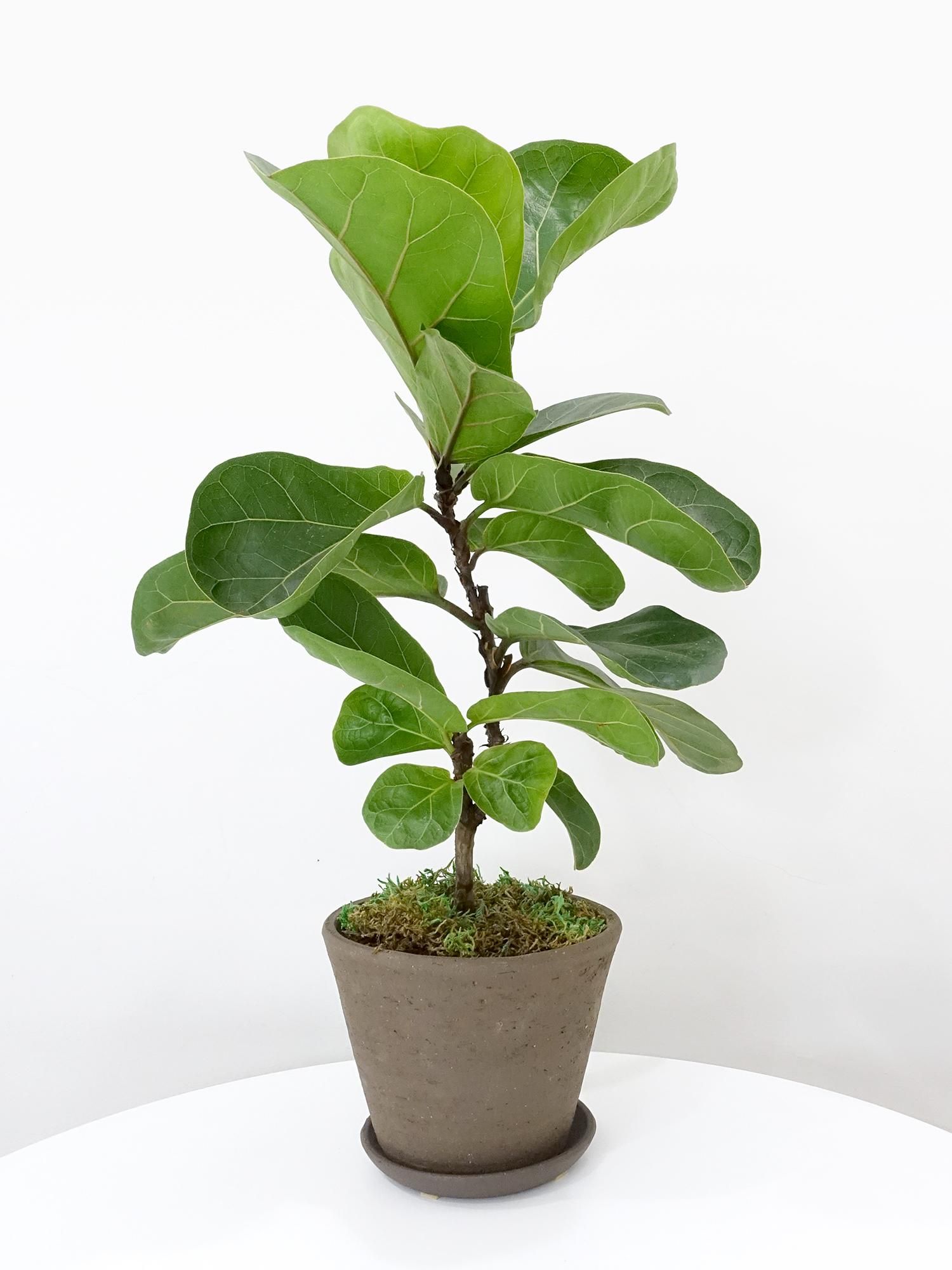 特選小鉢 - REN online shop