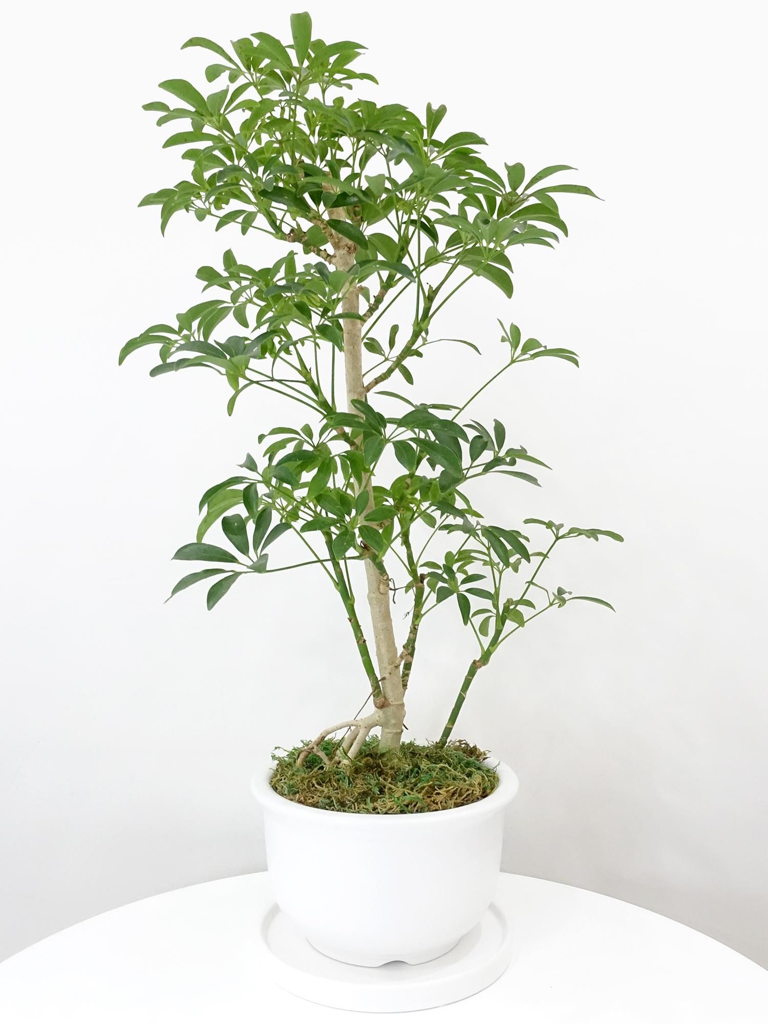 みぃこどん品　T. Succulent Form × Nizandaセット ratanto-ct4bed-40-shpbe-2.png