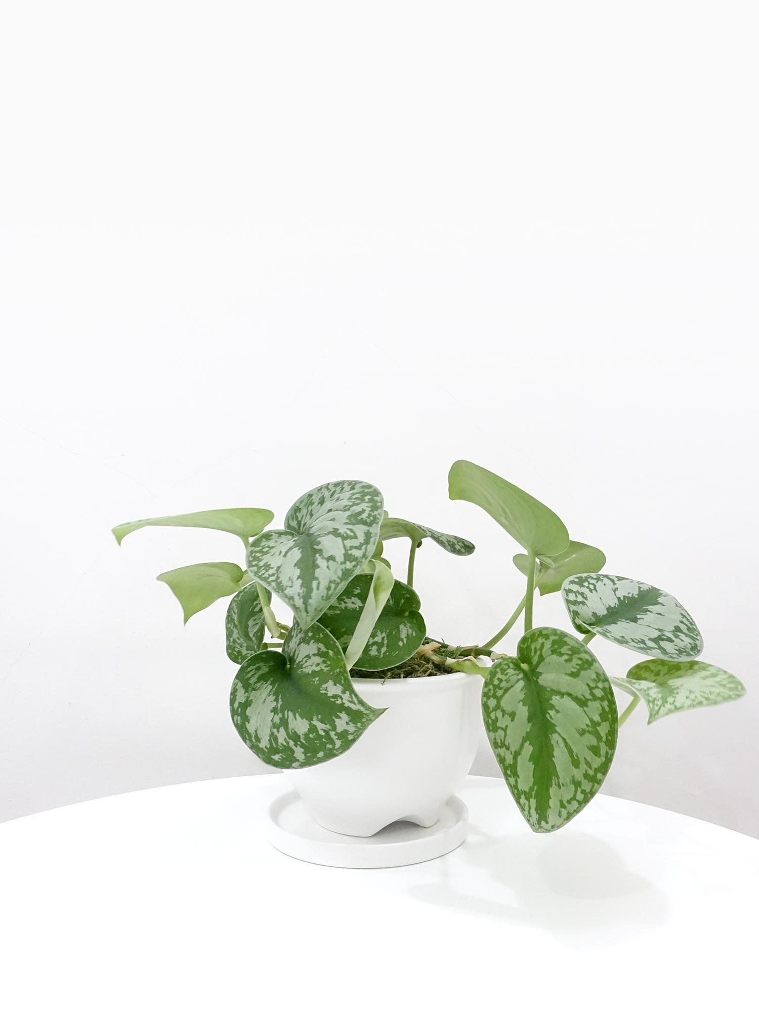 特選小鉢 - REN online shop