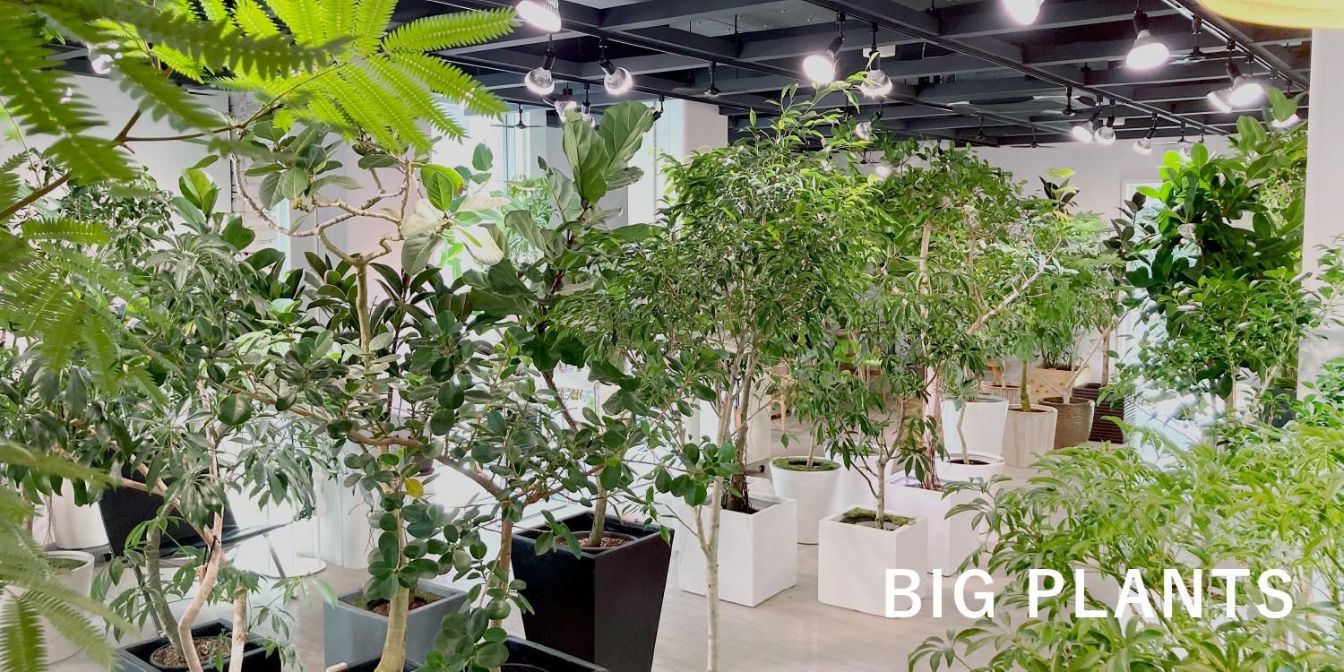 bigplants