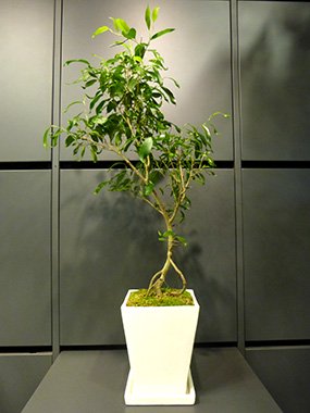 フィカス ベンジャミン ヌダ 枝垂れ レア 美樹形 盆栽 - 植物/観葉植物