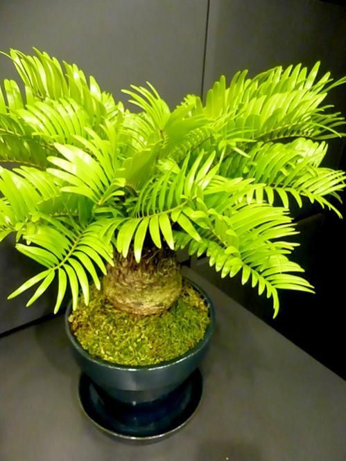 ザミア・フロリダーナ - REN online shop