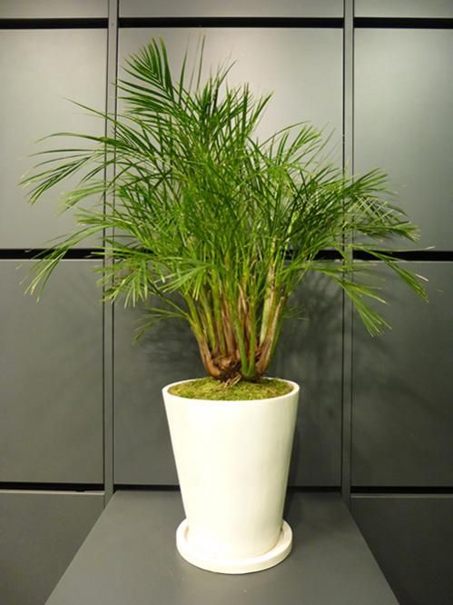 ⑥　アレカヤシ　9号　特大苗木最高等級極上品‼️ ① アレカヤシ (スーパーアレカヤシ) 9号 特大苗木最高等級極上品