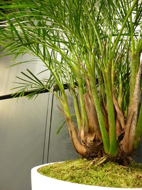 アレカヤシ(矮性) - REN online shop