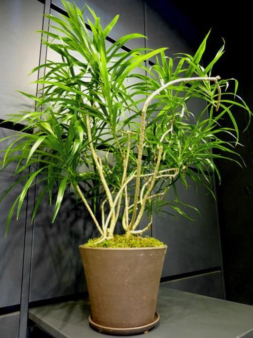 ドラセナ・アングスティフォリア - REN online shop