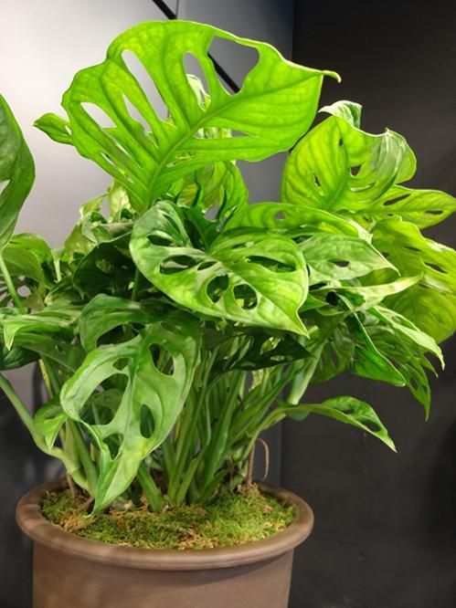 熱帯植物　✨レア✨モンステラ　フリードリヒスターリー イエローバリエガータ モンステラ フリードリヒスターリー ミント 【マドカズラ斑入り】現品