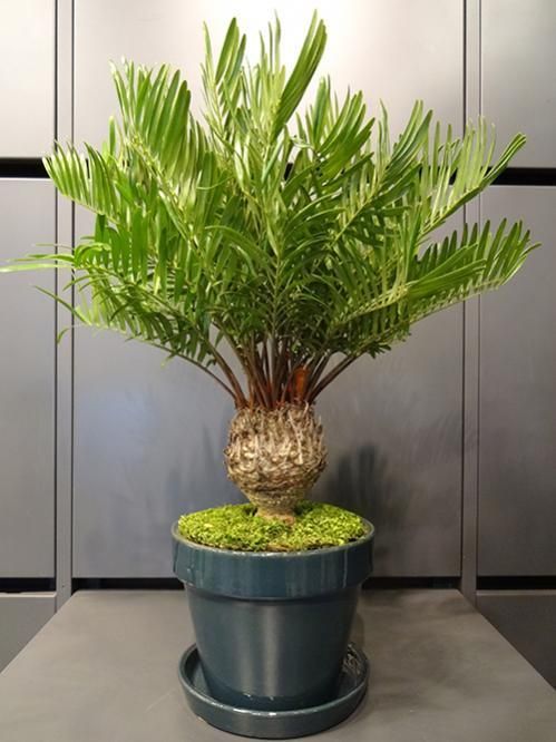 ザミア・フロリダーナ - REN online shop