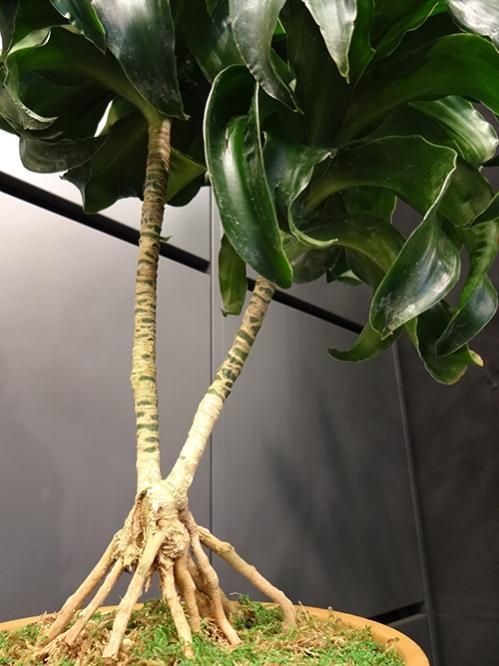 №５３６７ 宅配便　ドラセナ　トルネード80 №5367 宅配便 ドラセナ トルネード80 - メルカリ