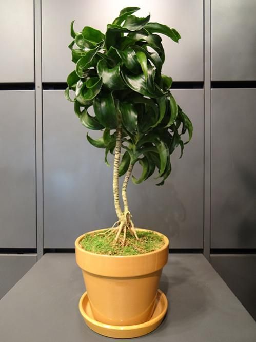 ドラセナ・トルネード - REN online shop