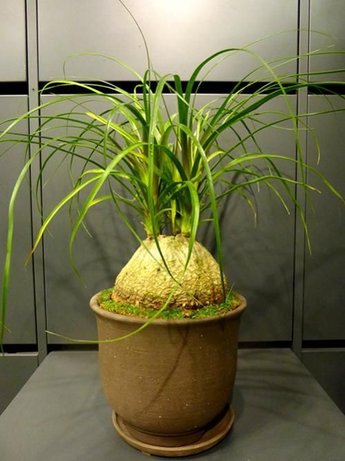 トックリラン　幹太 幹太 観葉植物 ポニーテール ノリナ(トックリラン) 6号 7号