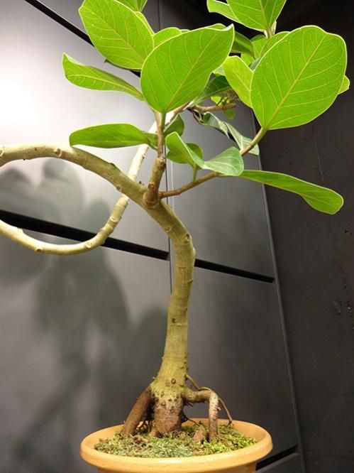 フィカス　アルテシマ　太幹　植物　盆栽　インテリア フィカス・アルテシマ 幹の下の方から5本に分岐した 珍しい樹形