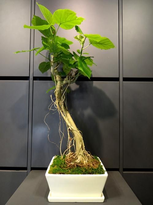 フィカス・ウンベラータ - REN online shop