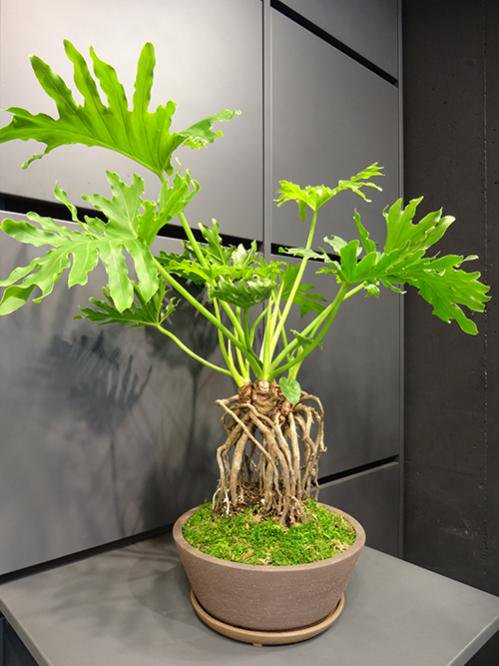 フィロデンドロン セローム幹上がり 根上がり - 植物/観葉植物
