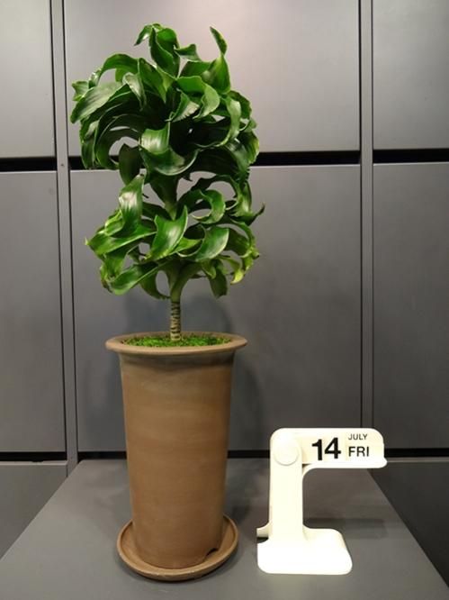 ドラセナ・トルネード - REN online shop