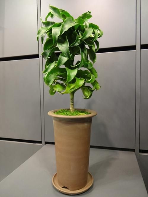 №５３６７ 宅配便　ドラセナ　トルネード80 ドラセナ・トルネード - REN online shop