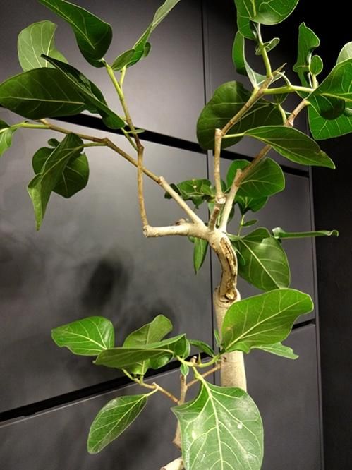 フィカス ⭐︎ベンガレンシス⭐︎クリシュナ菩提樹 フィカス・ベンガレンシス・クリシュナ | HITOTOKI by MAKIMO PLANT