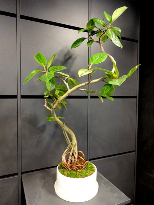 観葉植物 フィカス・アルテシマ - インテリア雑貨/小物