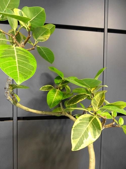 フィカス・アルテシマ(斑入り) - REN online shop