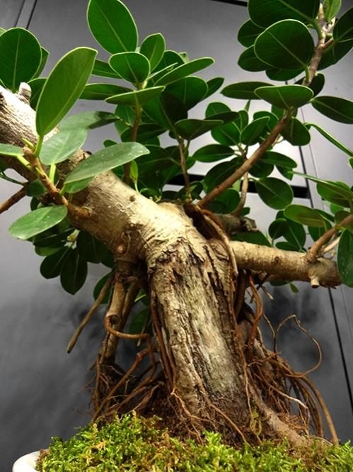 パンダガジュマル A 気根 良株