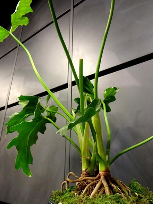 フィロデンドロン・セローム - REN online shop