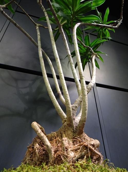 ドラセナ　ソングオブジャマイカ　苗　バラ売り ドラセナソングオブジャマイカ苗バラ売り