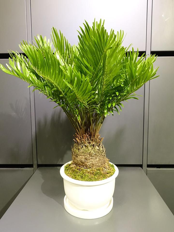 ザミア フロリダーナ 新葉 多頭 希少 ザミア フロリダーナ 新葉 多頭 希少