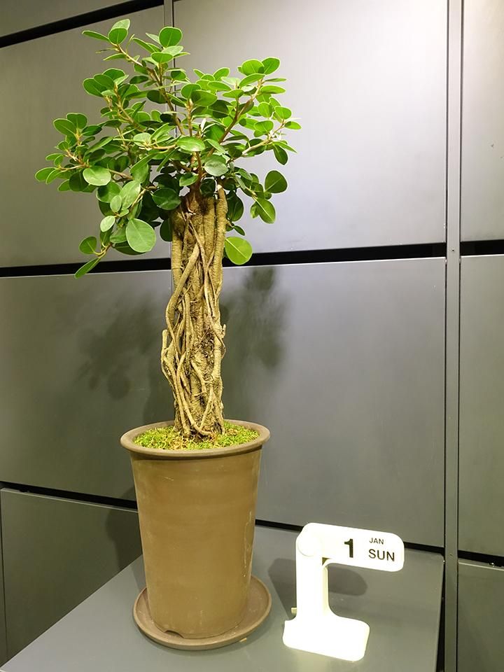 パンダガジュマル - REN online shop