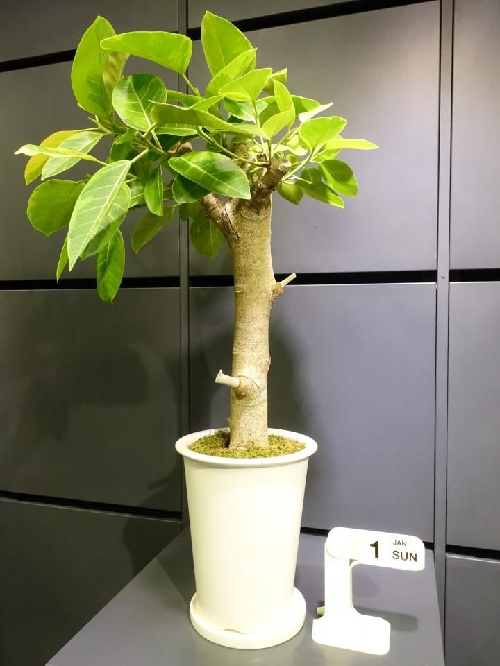 フィカス　アルテシマ【特選斑入り】 フィカス アルテシマ【特選斑入り】